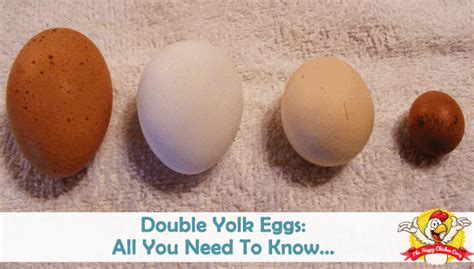 two yolks one egg|Double Yolk Eggs: Causes, Safety and Other Egg .